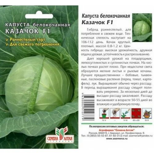Капуста казачок фото Капуста Казачок F1 (СА) ц/п