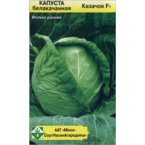 Капуста казачок описание сорта фото Капуста казачка описание сорта