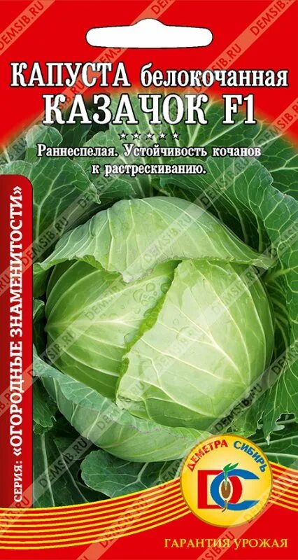 Капуста казачок описание сорта фото капуста белокочанная Казачок F1 /0,1 гр Дем Сиб/ Белокочанная Агрофирма Деметра-