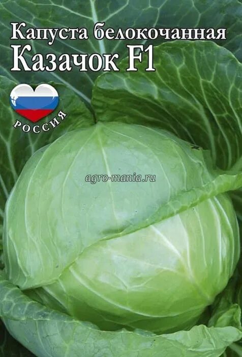 Капуста казачок описание сорта фото Капуста казачок описание сорта Фитостудия-63.ру