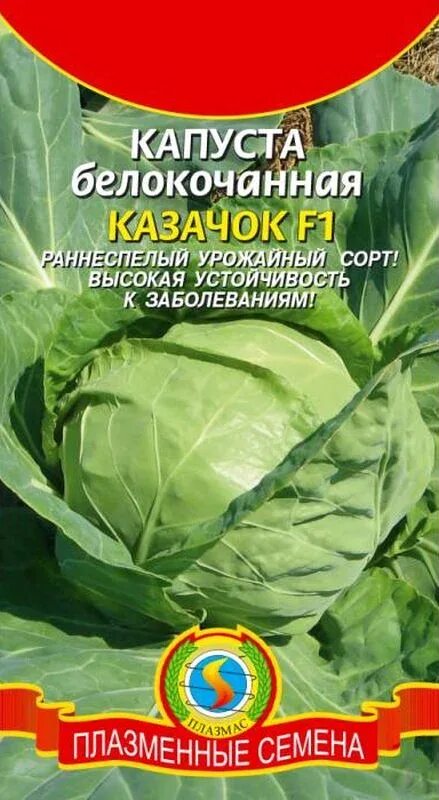 Капуста казачок описание сорта фото отзывы Семена Капуста б/к F1 Казачок: описание сорта, фото - купить с доставкой или поч