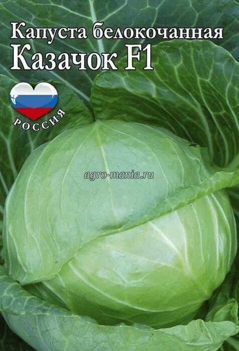 Капуста казачок описание сорта фото отзывы Казачок капуста Фитостудия-63.ру