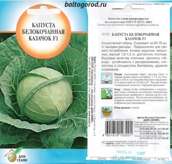 Капуста казачок описание сорта фото отзывы Капуста казачок описание сорта Фитостудия-63.ру