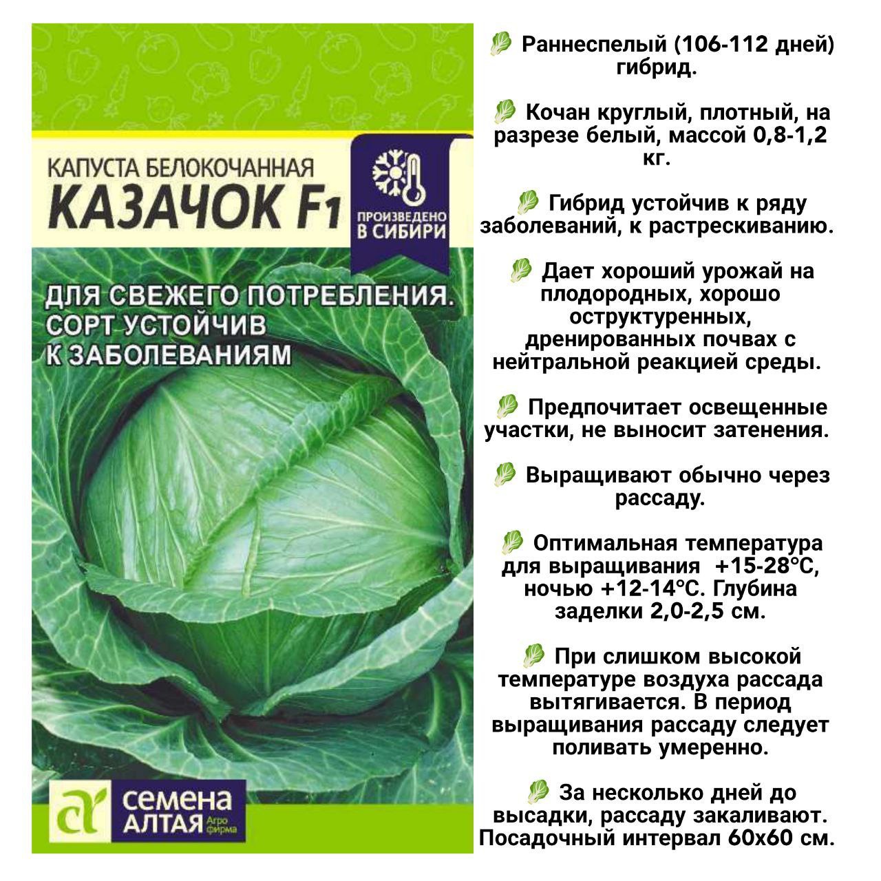 Капуста казачок описание сорта фото отзывы Капуста казачок описание сорта фото отзывы: найдено 85 изображений