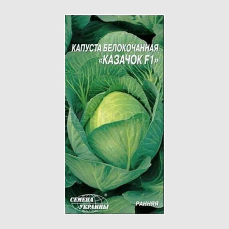 Капуста казачок описание сорта фото отзывы Семена капусты белокочанной "Казачок" F1, ТМ "СЕМЕНА УКРАИНЫ" - 0,5 грамма купит