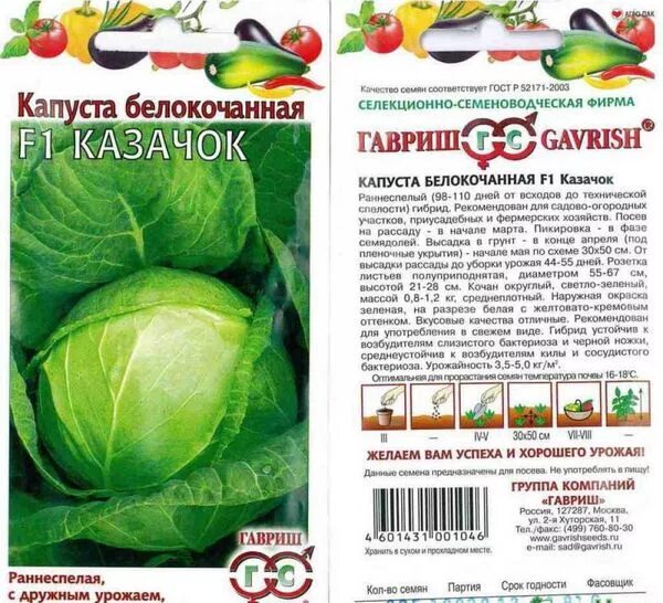 Капуста казачок описание сорта фото отзывы Ранняя белокачанная капуста: 3 лучших сорта с названиями, характеристики