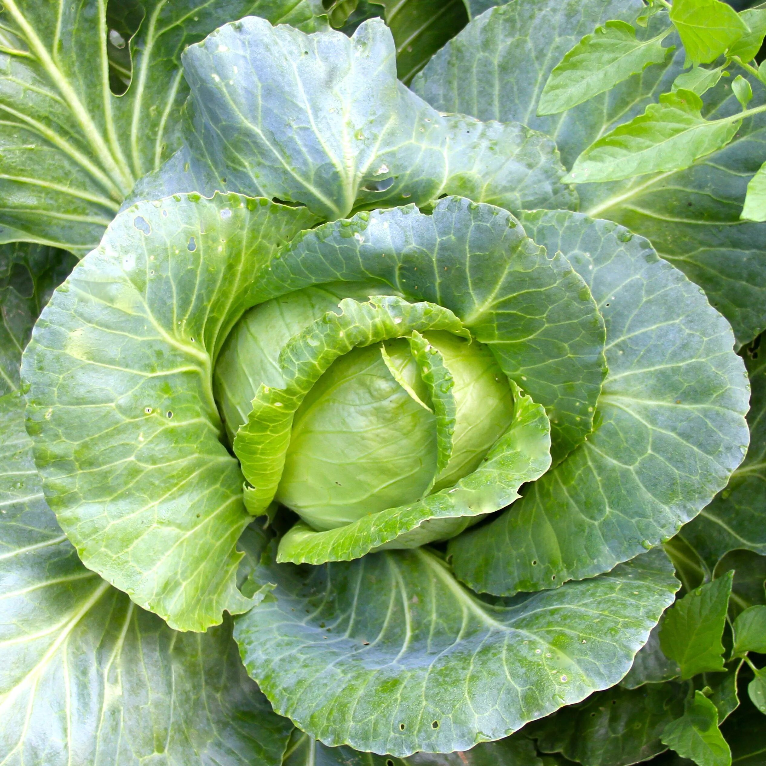 Капуста кельн фото 7 Amazing Benefits of Cabbage.... I bought a juicer to start getting more outta 