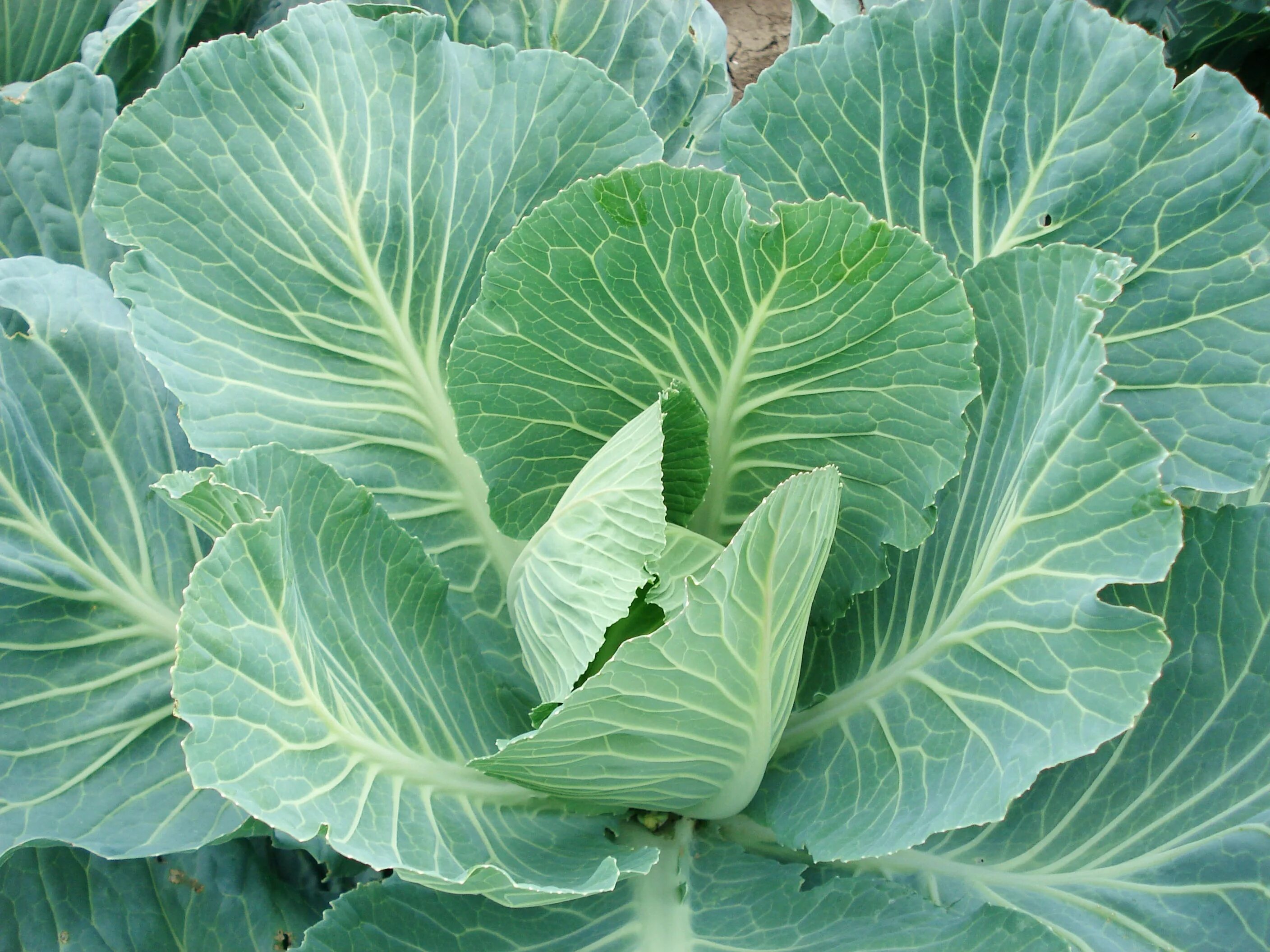 Капуста кельн фото Free Images : food, produce, brassica, collard greens, sprouts, annual plant, mu