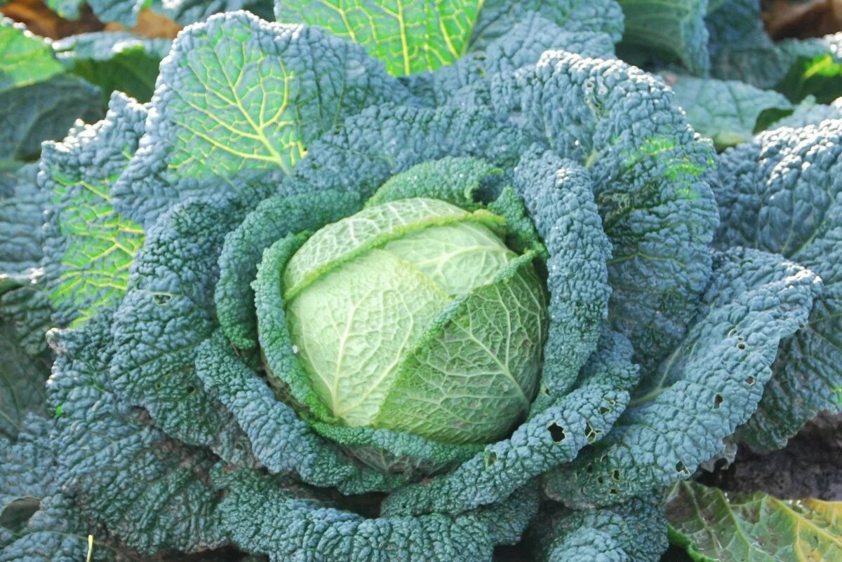 Капуста кельн фото Free Images : produce, collard greens, local food, savoy cabbage, green cabbage,