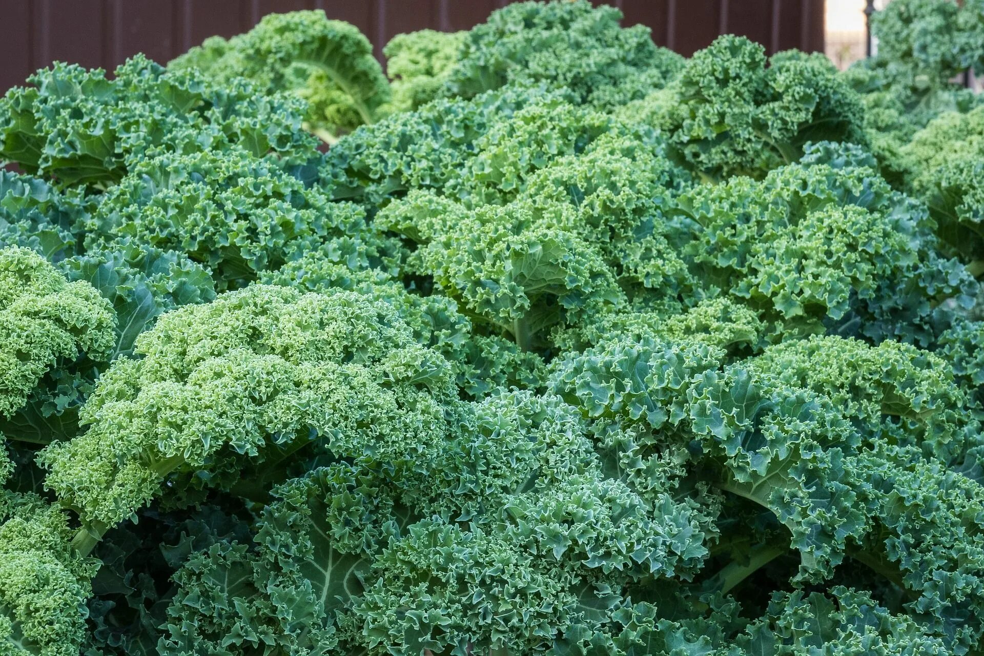Капуста кейл фото описание Dlaczego warto jeść zielone warzywa? W pogoni za zdrowiem Kale benefits, Types o
