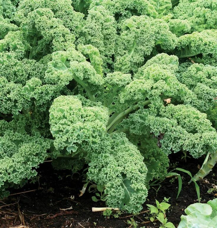Капуста кейл фото описание Dwarf Green Curled Kale seeds, Seeds, Kale