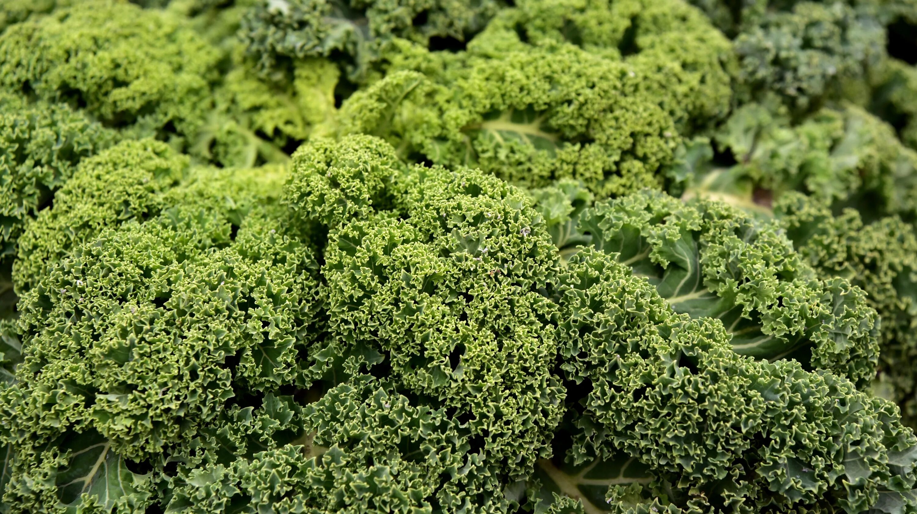 Капуста кейл фото полезные Green Kohl Kale Vegetables free image download