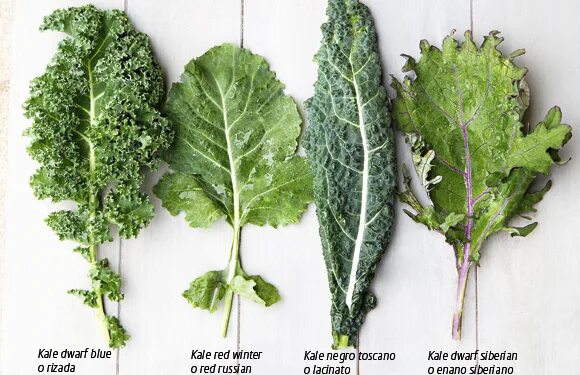 Капуста кейл фото полезные El kale - La Tercera Herbs, Gastro, Cabbage