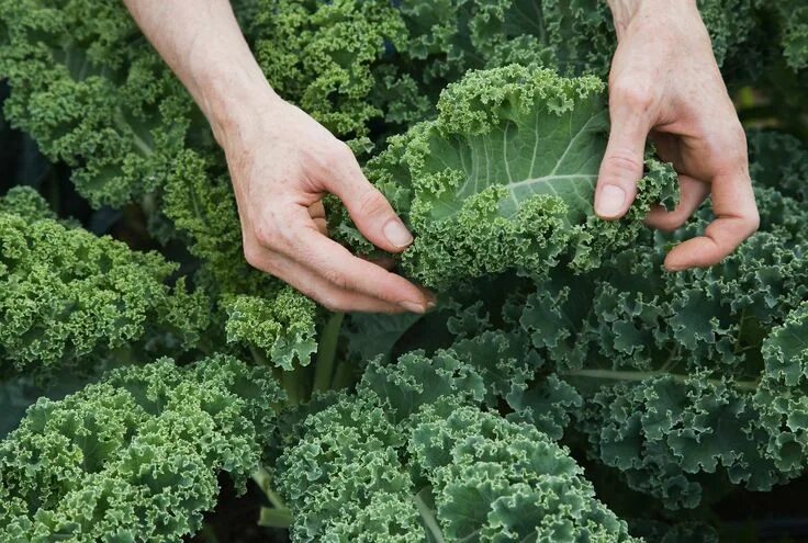 Капуста кейл фото полезные 7 All-Natural Foods That Can Totally F*ck You Up Grünkohl pflanzen, Grünkohl anb