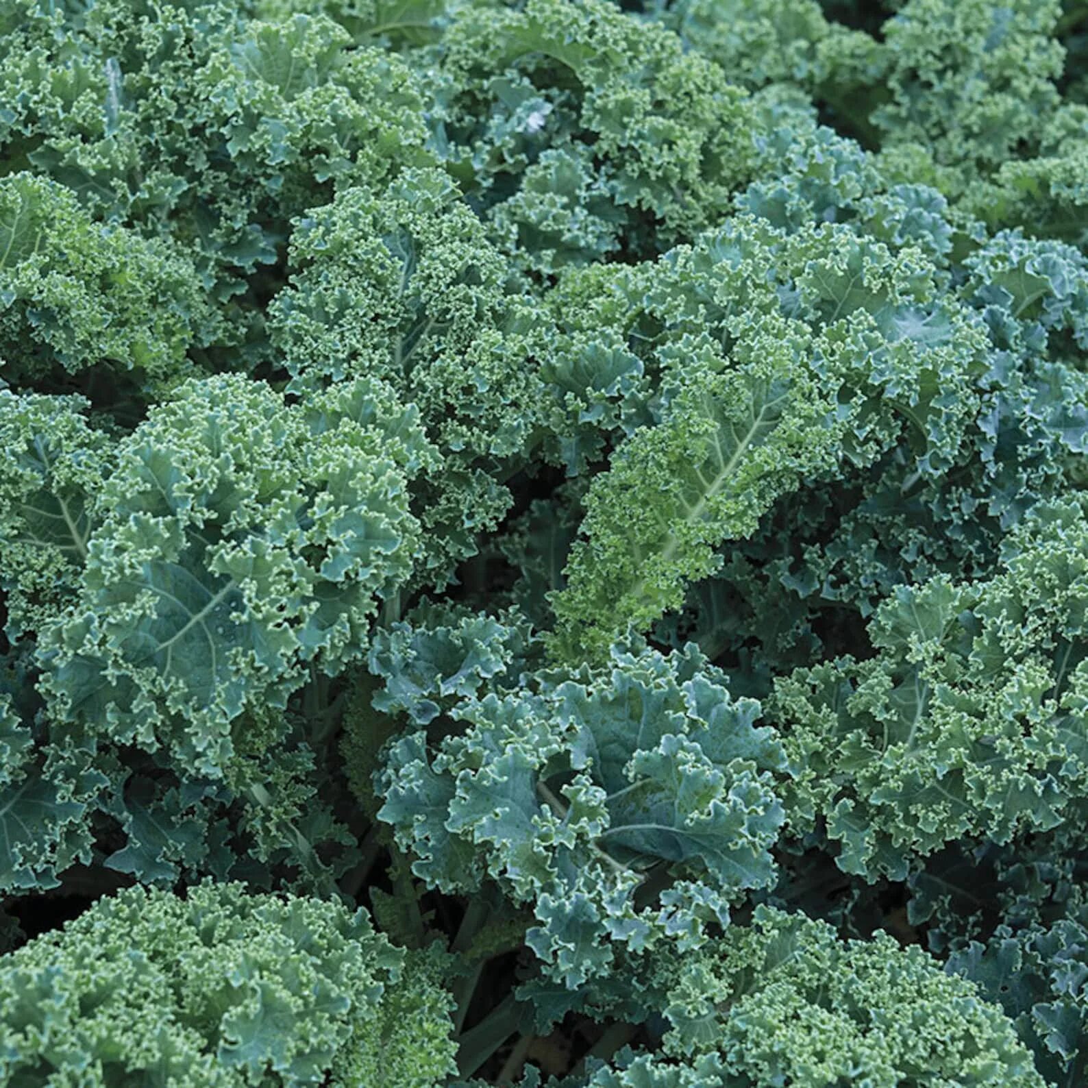 Капуста кейл фото полезные Vates Blue Scotch Curled Kale Seeds Vegetable Seeds Etsy