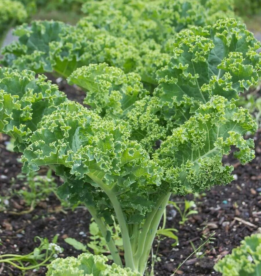 Капуста кейл фото полезные свойства Winterbor Kale Seeds