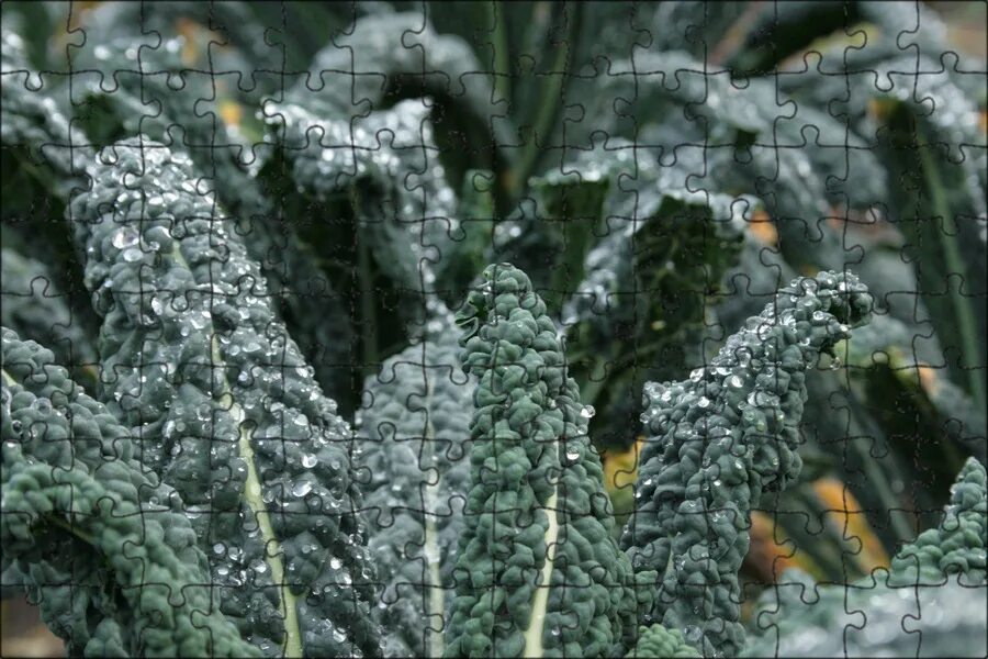Капуста кейл фото полезные свойства Магнитный пазл 27x18см."Капуста, brassica oleracea, капустные" на холодильник - 