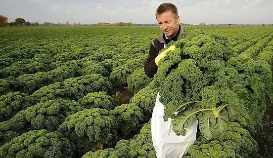 Капуста кейл фото полезные свойства капуста кале: 14 тыс изображений найдено в Яндекс.Картинках Капуста, Здоровье и 
