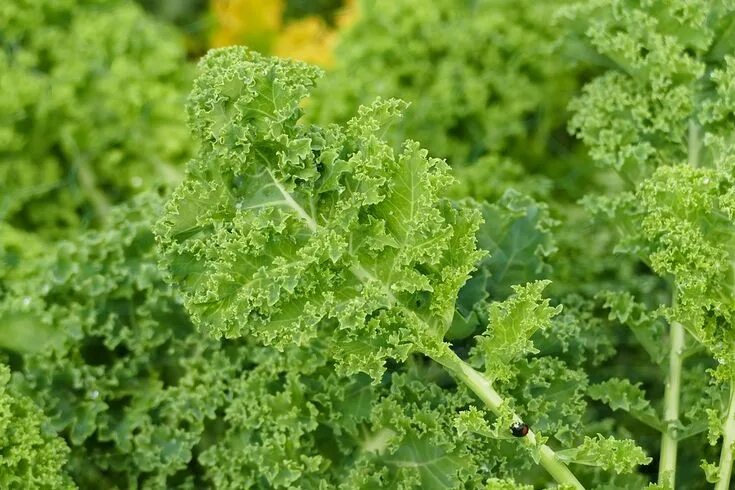 Капуста кейл фото полезные свойства рецепты приготовления Brain Need A Boost? Here Are 30 Foods Proven To Increase Memory, Focus And Brain