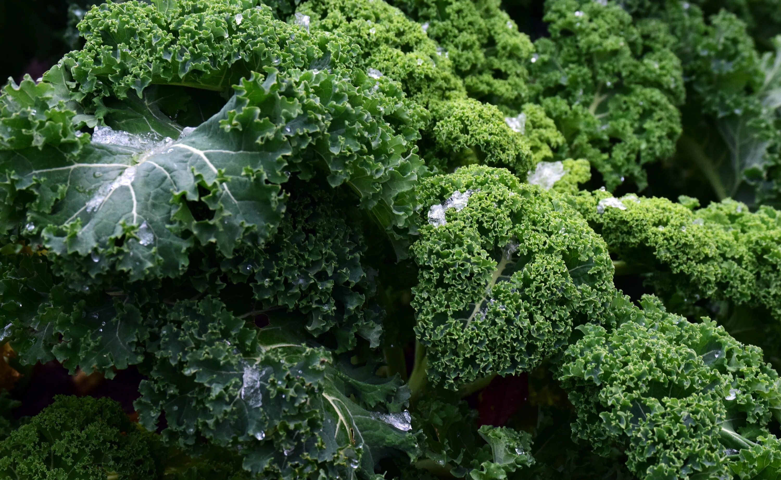 Капуста кейл фото полезные свойства рецепты приготовления Close up of fresh broccoli free image download