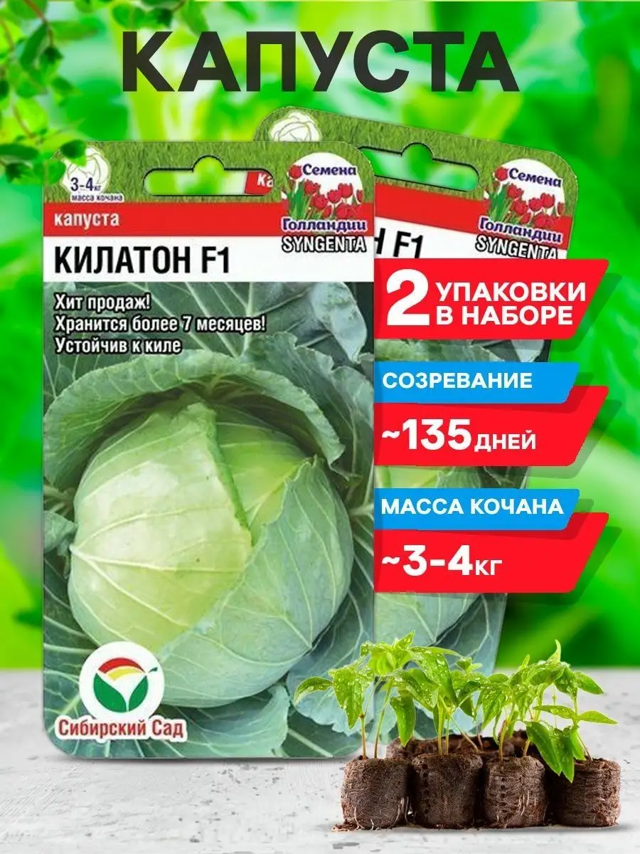Капуста килатон описание сорта фото отзывы Капуста килатон описание сорта фото отзывы фото