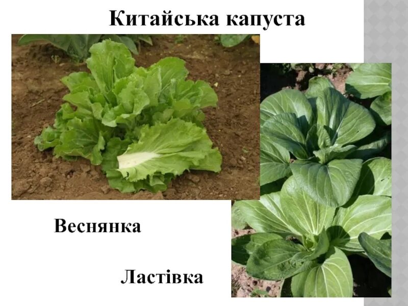 Капуста китайская ласточка фото Капуста Китайская Ласточка Фото - Karevaphoto.ru