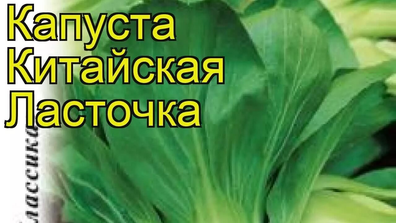 Капуста китайская ласточка фото Капуста китайская Ласточка. Краткий обзор, описание характеристик brássica olerá