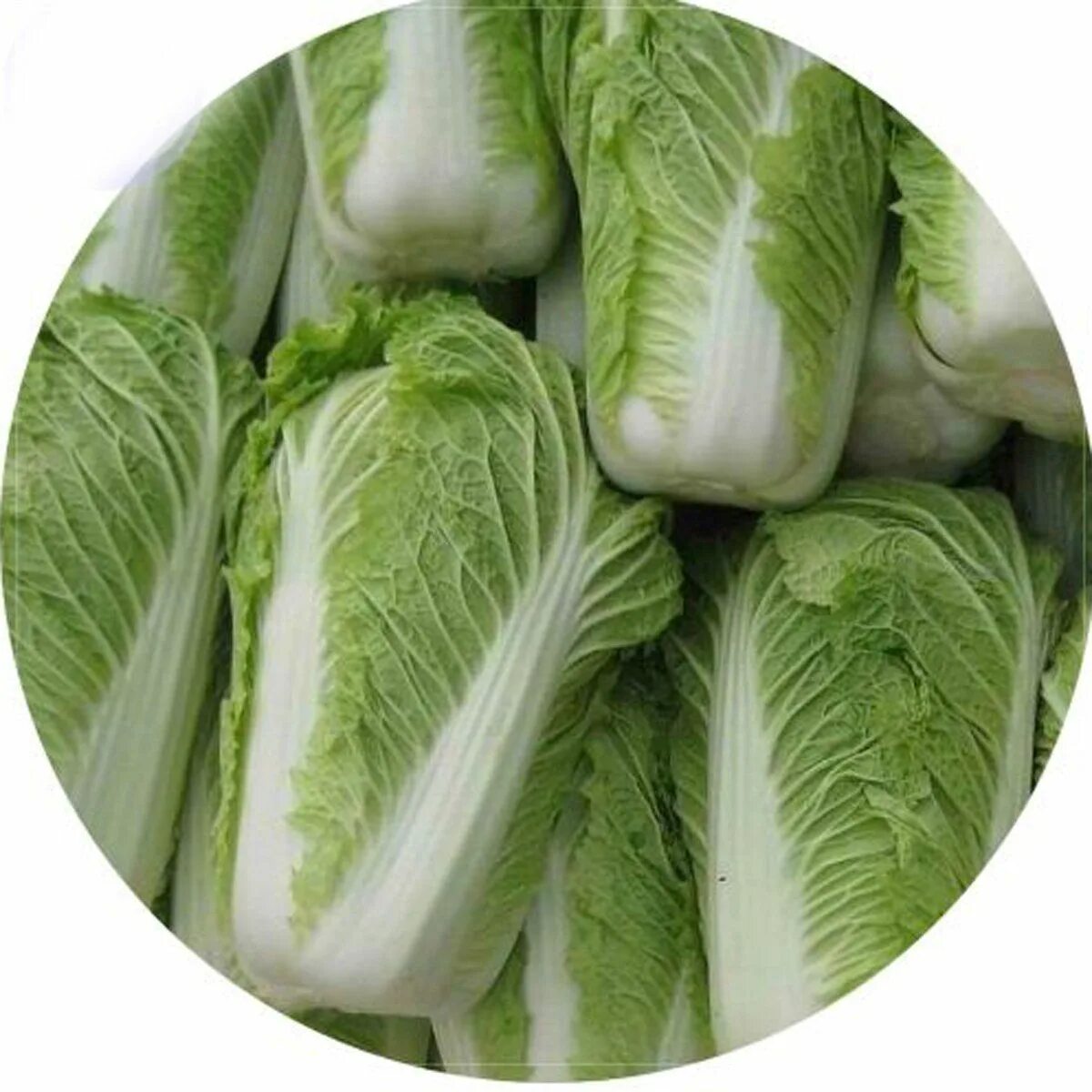Капуста китайская листовая фото Amazon.com : Best Garden Seeds Rare Traditional Chinese Cabbage seeds, 100 seeds