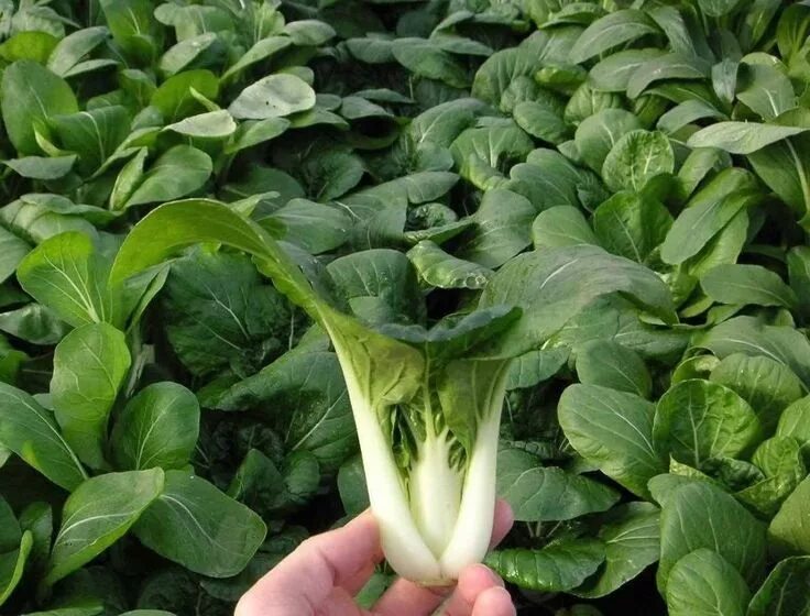 Капуста китайская листовая фото Chinese Cabbage, Pak Choi Is a Non-heading Leaf Type Organic Vegetable.2000 Seed