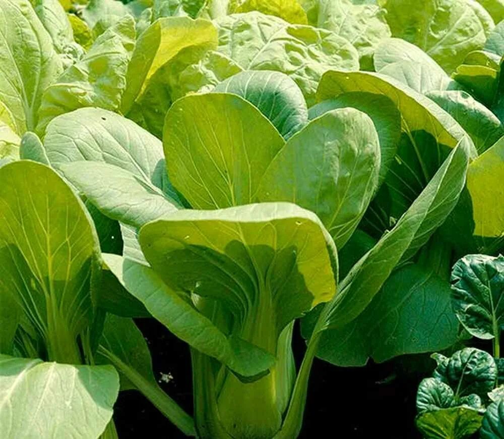 Капуста китайская листовая фото chou chinois / Jardinage Les meilleurs conseils pour un vrai jardinier!