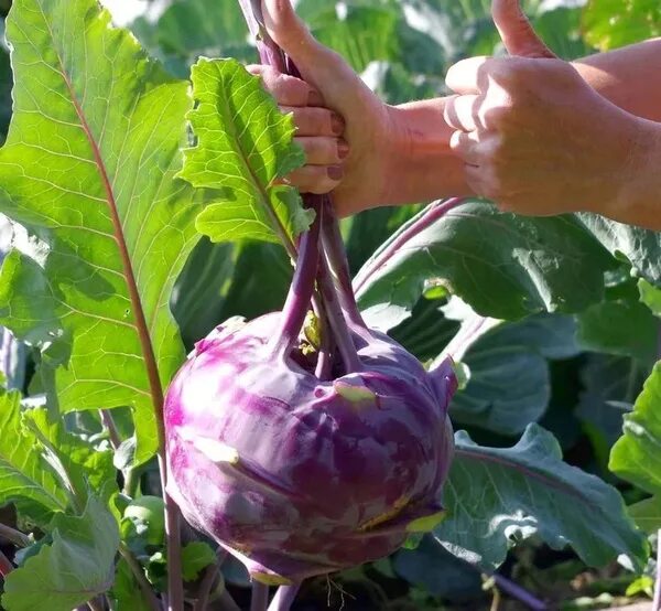 Капуста колибри фото Капуста СуперГрядка голубиково-семена0212-89 - купить по выгодным ценам в интерн
