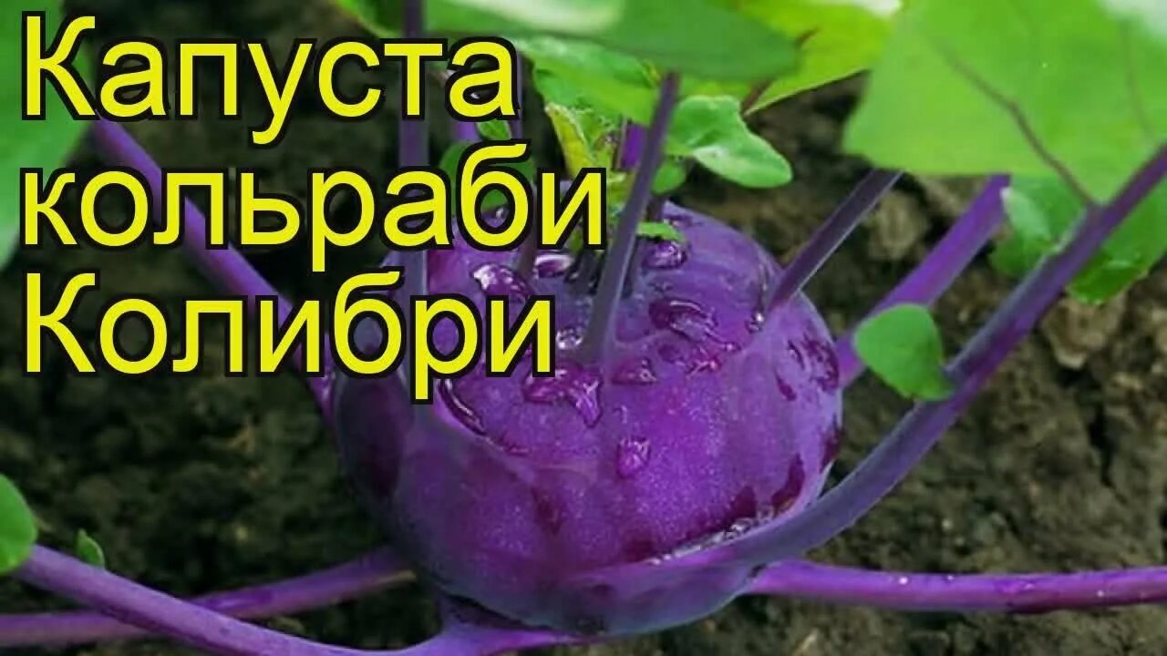 Капуста колибри фото Капуста кольраби Колибри. Краткий обзор, описание характеристик, где купить саже