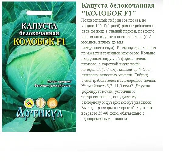 Капуста колобок фото описание Капуста Надежда: характеристика и описание среднеспелого сорта с фото