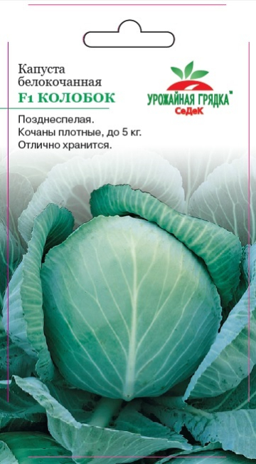 Капуста колобок описание сорта фото Капуста Колобок F1 оптом и в розницу - купить с доставкой почтой по всей России 