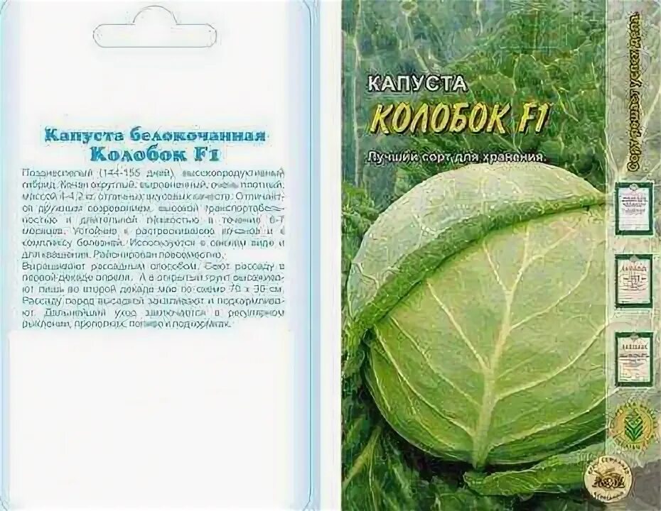 Капуста колобок описание сорта фото Описание сорта белокочанной капусты колобок - домсадовника