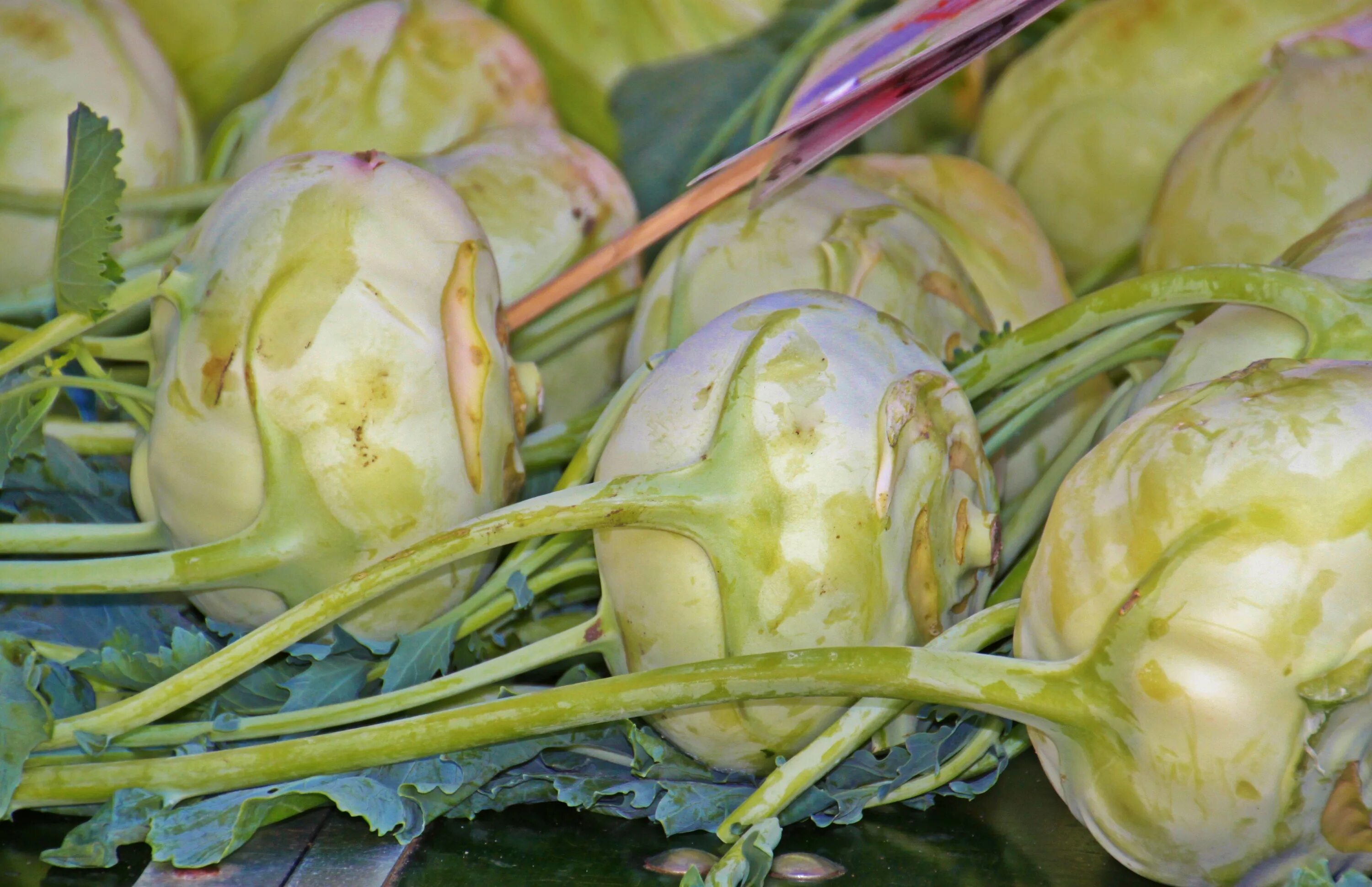 Капуста кольраби фото Kohlrabi kohl brassica free image download