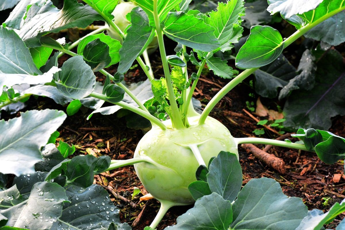 Капуста кольраби фото Kohlrabi pflanzen: Der komplette Guide Kohlrabi pflanzen, Pflanzen, Hochbeet pfl