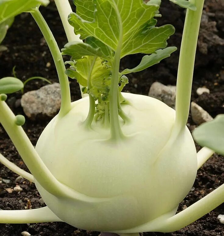 Капуста кольраби фото How to Grow Kohlrabi Kohlrabi, Bean garden, Vegetable seed