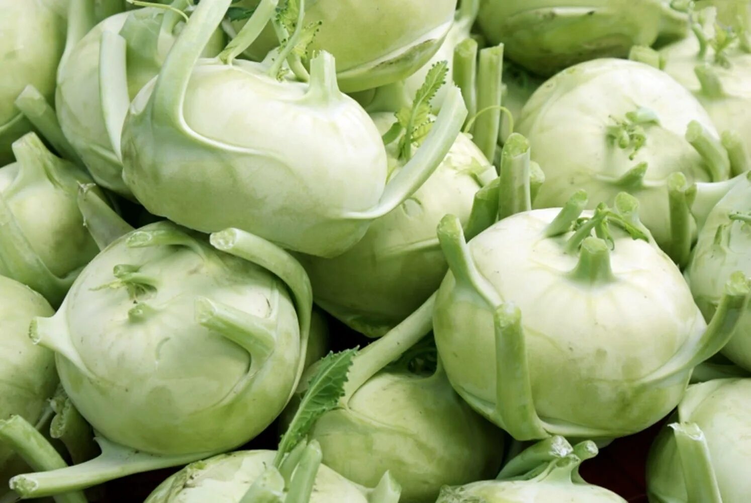 Капуста кольраби фото Download Kohlrabi Vegetable Harvest Wallpaper Wallpapers.com