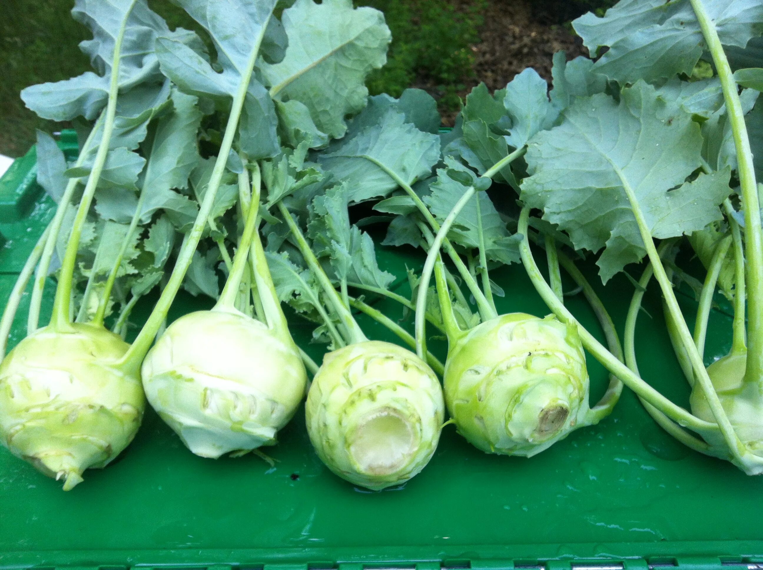 Капуста кольраби фото Kohlrabi eCookie.ru