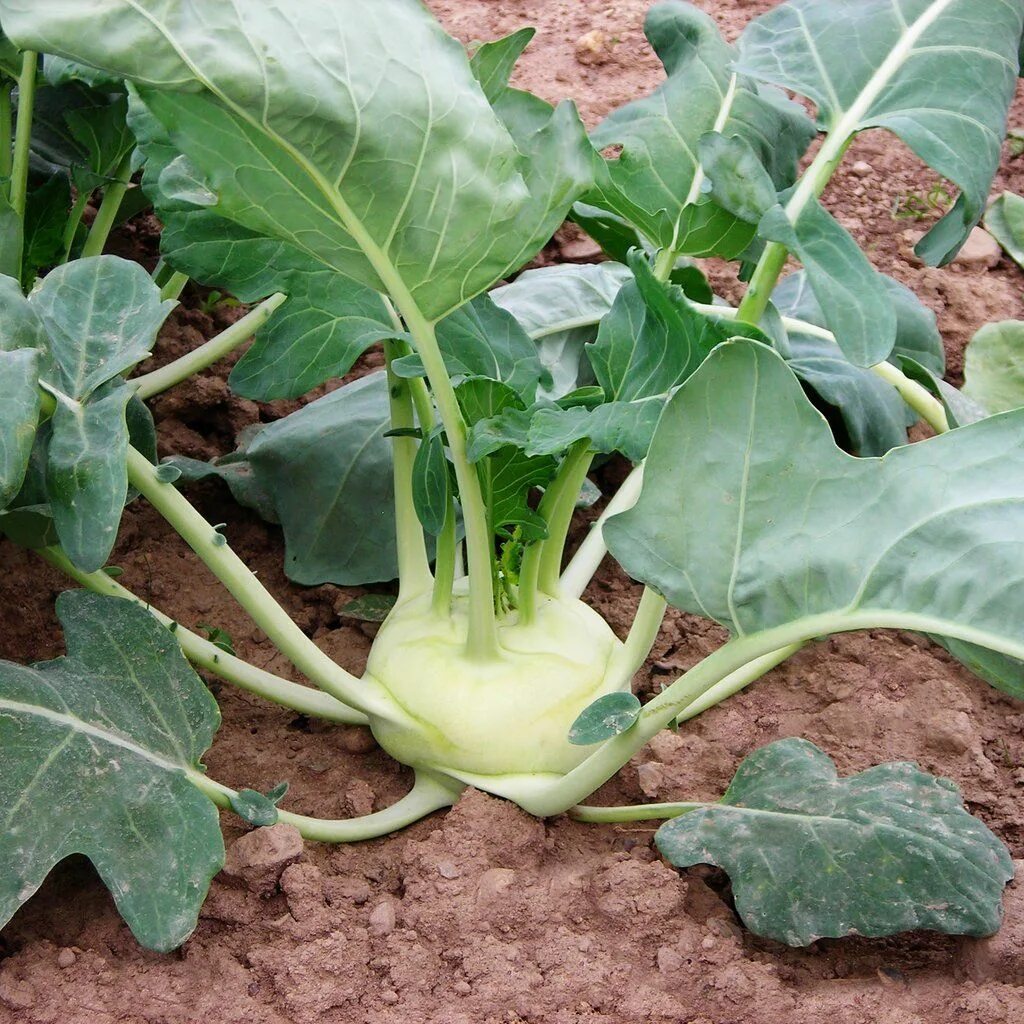 Капуста кольраби фото и уход Korist F1 Kohlrabi Organic seeds, Kohlrabi, Vegetable seed