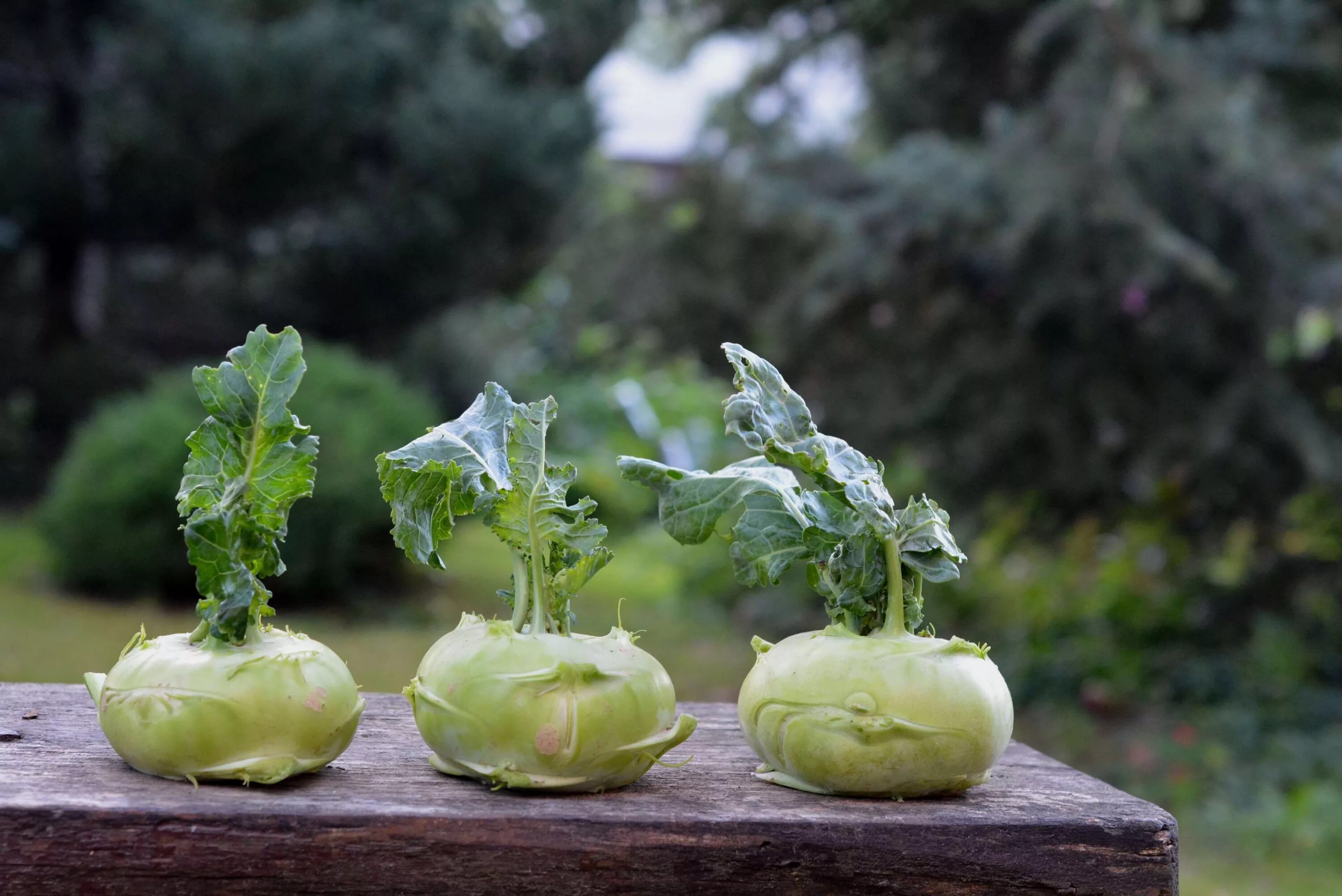 Капуста кольраби фото и уход #a garden plant #a vegetable #chinese cabbage kohlrabi #garden #green #kalarepka