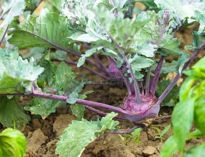 Капуста кольраби фото на грядке Kohlrabi in the garden stock image. Image of fresh, harvest - 25849481