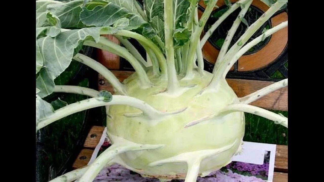 Капуста кольраби фото на грядке 125.Сорта КОЛЬРАБИ. Два вкусных салата с КОЛЬРАБИ - YouTube