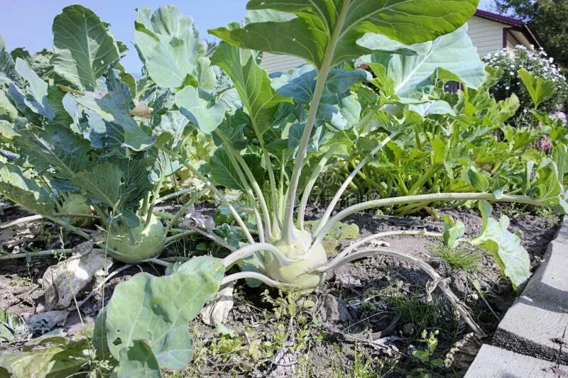 Капуста кольраби фото на грядке Kohlrabi cabbage stock image. Image of vegetable, feeding - 132505989