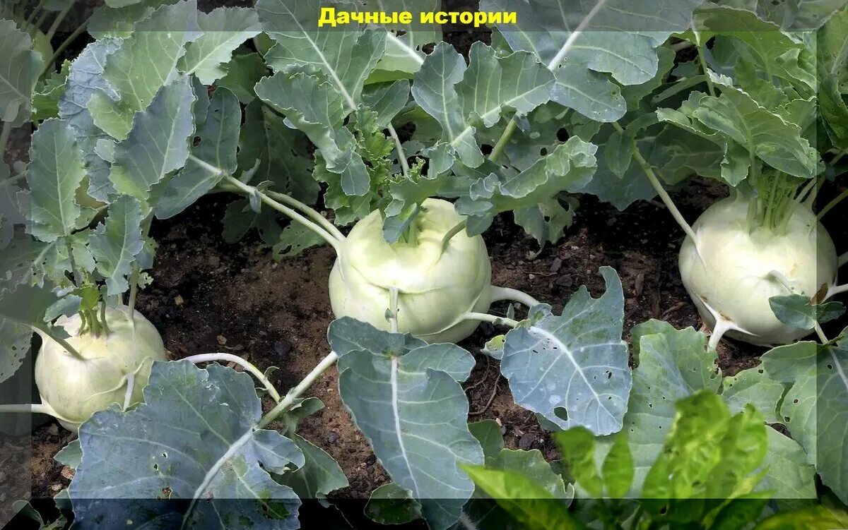 Капуста кольраби фото на грядке Нюансы посева и выращивания рассады капусты: секреты выращивания идеальной капус
