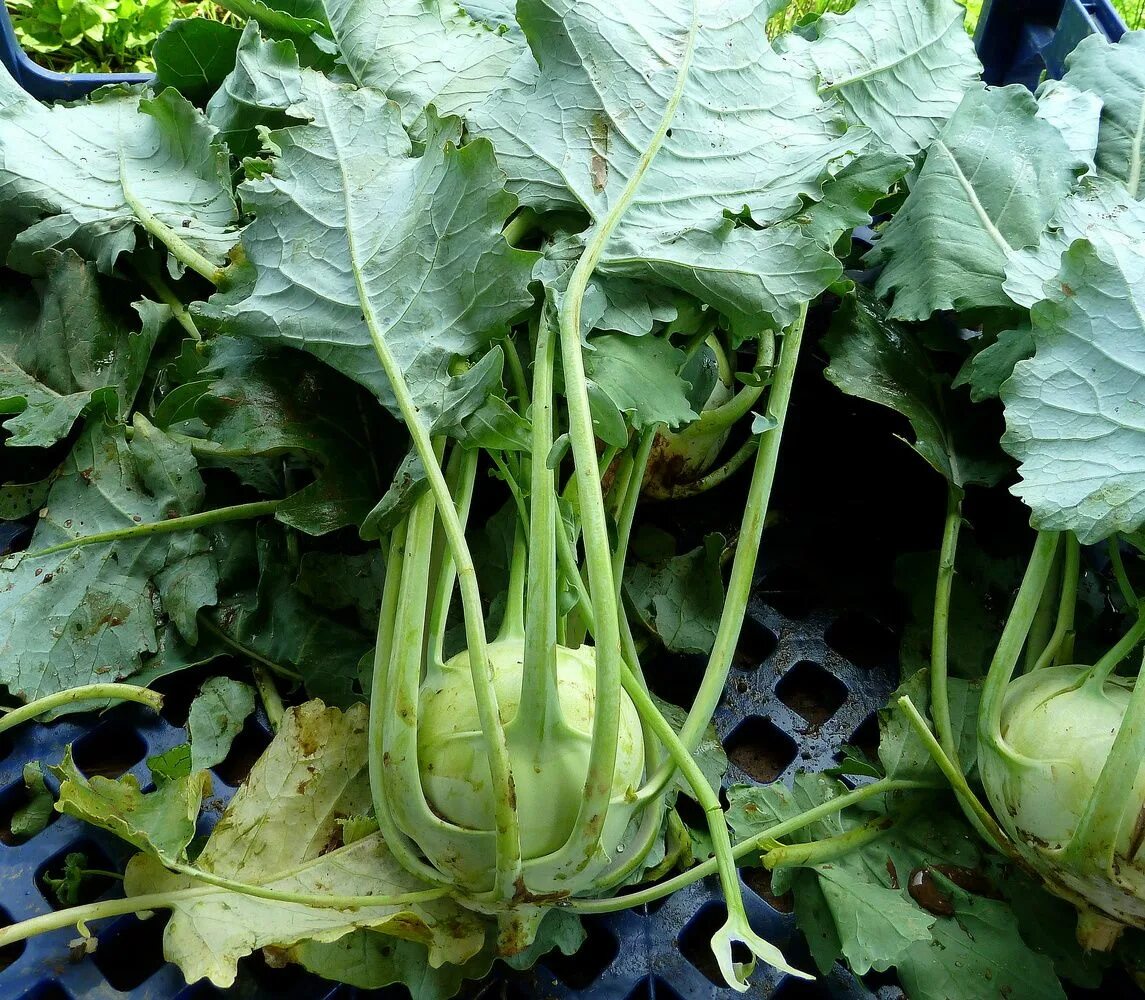 Капуста кольраби фото на грядке 14 Veggies You've Probably Never Heard Of Good healthy recipes, Herbs, Veggies