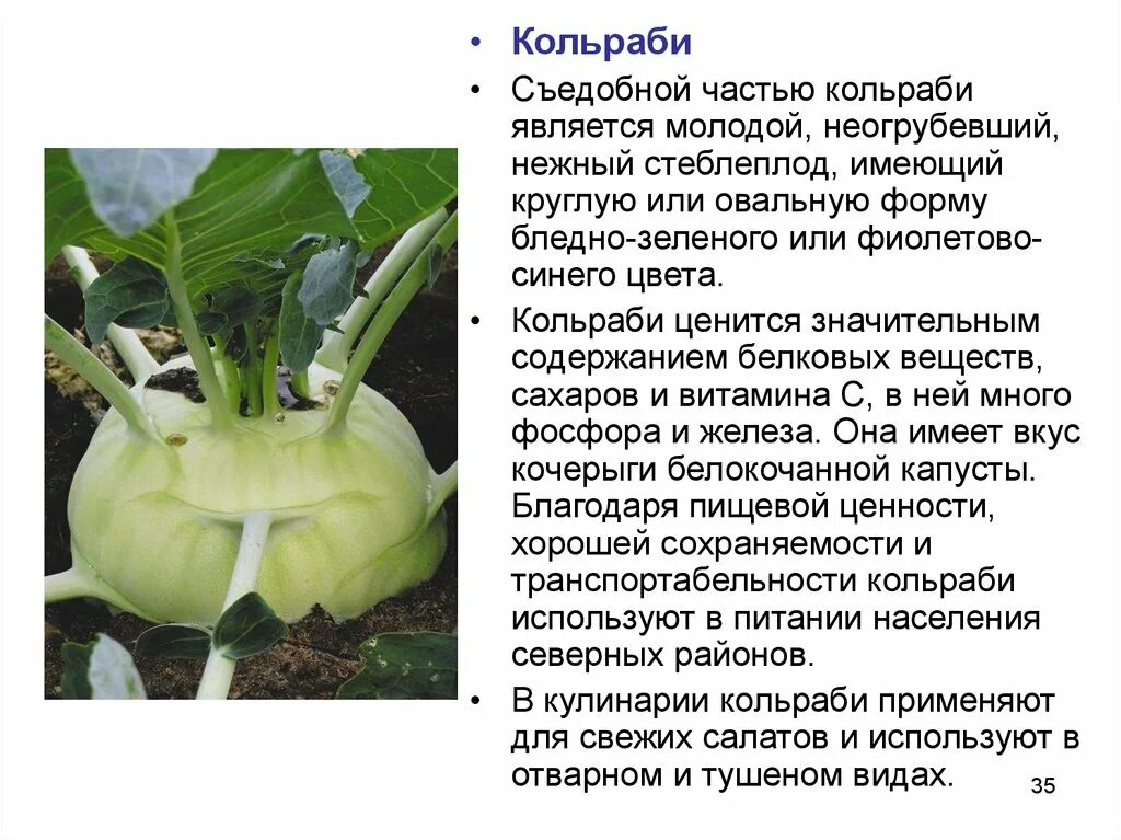 Капуста кольраби фото полезные свойства рецепты приготовления Капуста кольраби как есть - CoffeePapa.ru