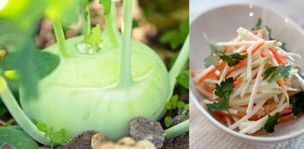 Капуста кольраби фото полезные свойства рецепты приготовления Капуста кольраби полезные свойства CoffMachines.ru