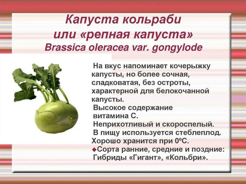 Капуста кольраби фото полезные свойства рецепты приготовления Вкусный кольраби как правильно eCookie.ru
